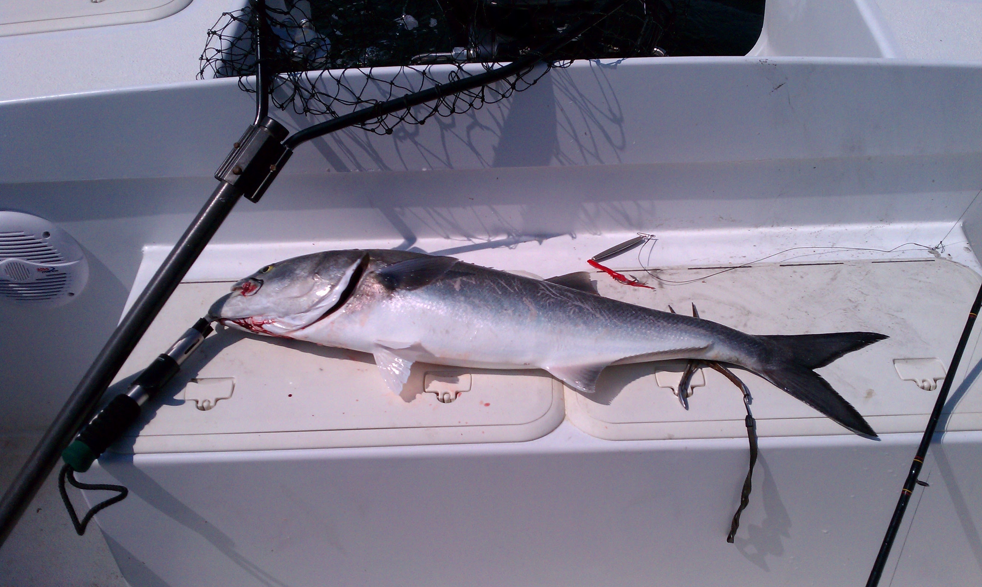 Bluefish or bonito on the livewell