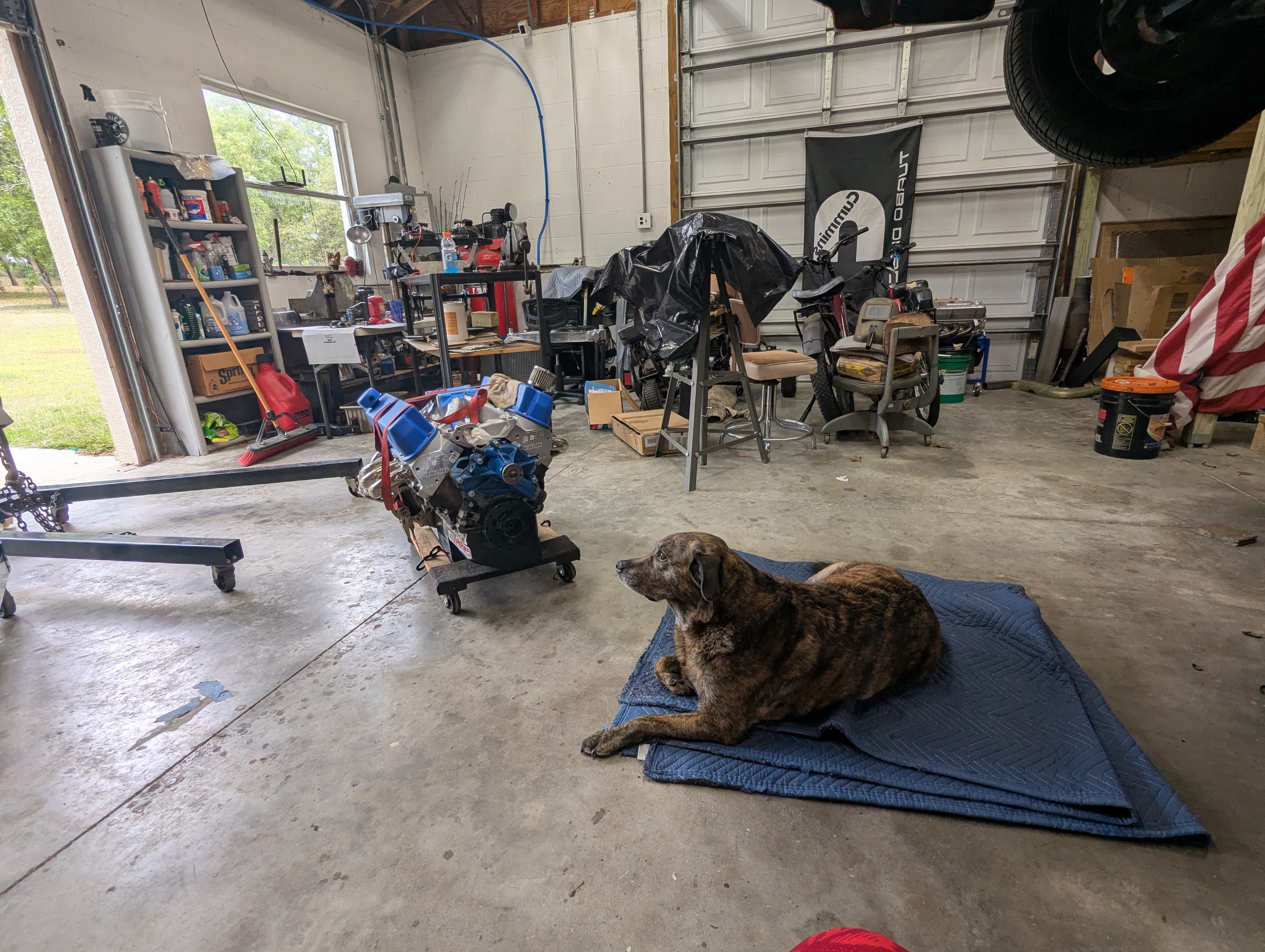 The garage dog supervising the build